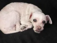 Cachorro raça Poodle idade 6 ou mais anos nome nina