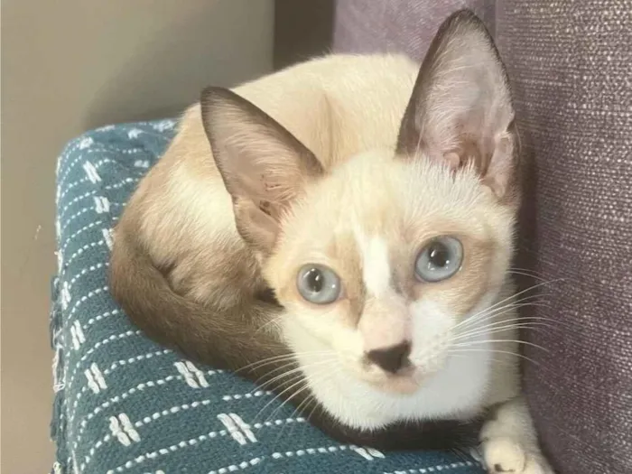 Gato raça SRD-ViraLata idade 2 a 6 meses nome Lua