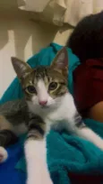 Gato raça SRD-ViraLata idade 2 a 6 meses nome Tochinha