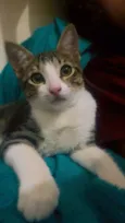 Gato raça SRD-ViraLata idade 2 a 6 meses nome Tochinha