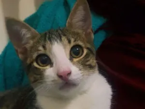 Gato raça SRD-ViraLata idade 2 a 6 meses nome Tochinha