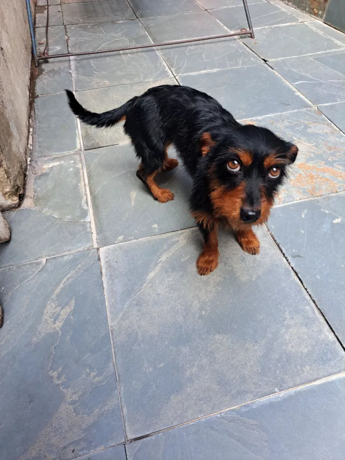 Cachorro raça SRD-ViraLata idade 3 anos nome Amora