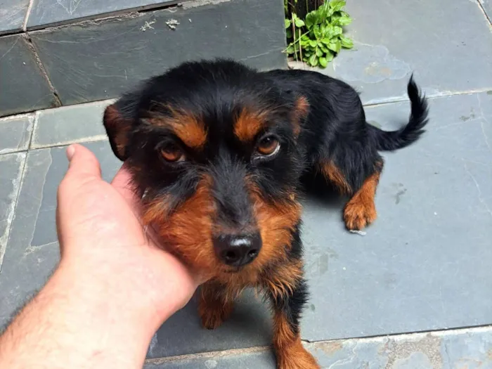 Cachorro raça SRD-ViraLata idade 3 anos nome Amora