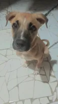 Cachorro raça SRD-ViraLata idade 2 a 6 meses nome jessy xavier
