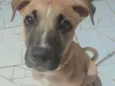 Cachorro raça SRD-ViraLata idade 2 a 6 meses nome jessy xavier