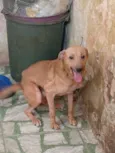 Cachorro raça SRD-ViraLata idade 2 anos nome Liduino 