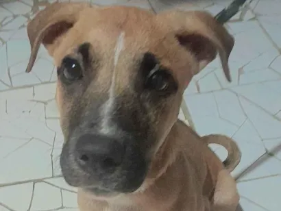 Cachorro raça SRD-ViraLata idade 2 a 6 meses nome jessy xavier
