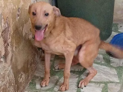 Cachorro raça SRD-ViraLata idade 2 anos nome Liduino 