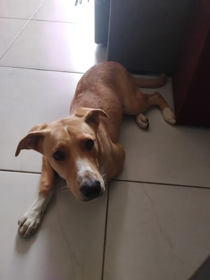 Cachorro raça SRD-ViraLata idade 1 ano nome Aloisio 