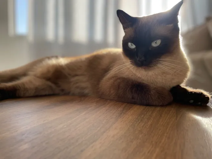 Gato raça Siamês idade 2 anos nome Aurora