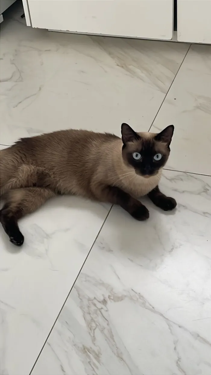 Gato raça Siamês idade 2 anos nome Aurora