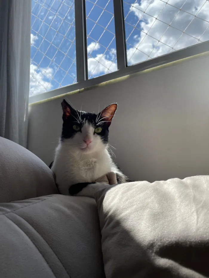 Gato raça SRD-ViraLata idade 2 anos nome Ayla