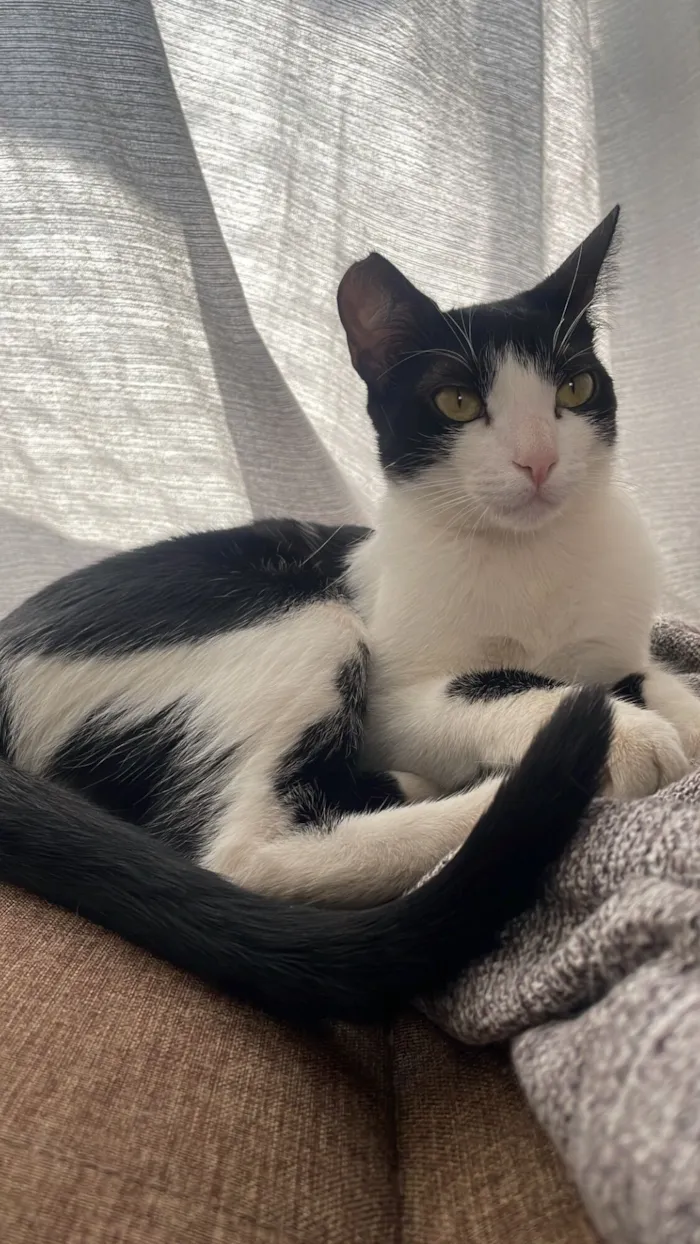 Gato raça SRD-ViraLata idade 2 anos nome Ayla