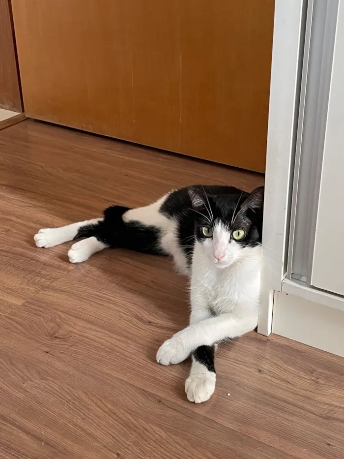 Gato raça SRD-ViraLata idade 2 anos nome Ayla