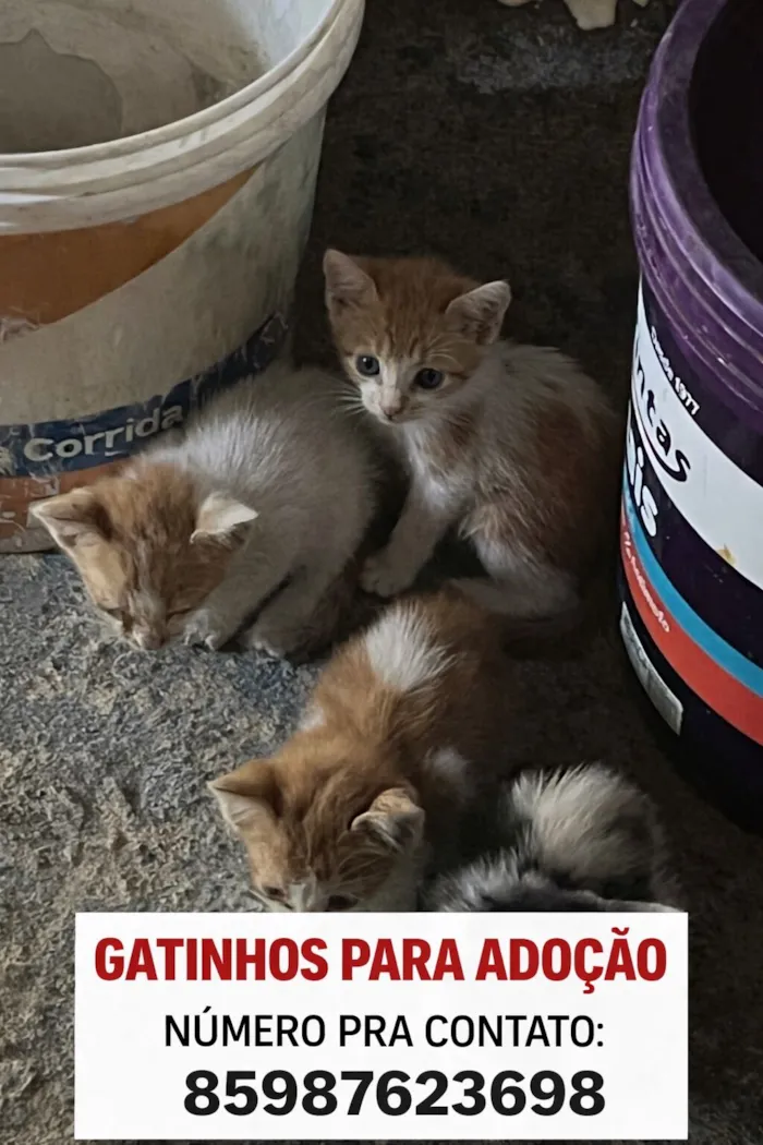 Gato raça SRD-ViraLata idade 2 a 6 meses nome Gato