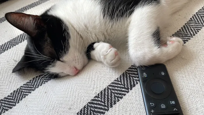 Gato raça SRD-ViraLata idade 2 anos nome Ayla