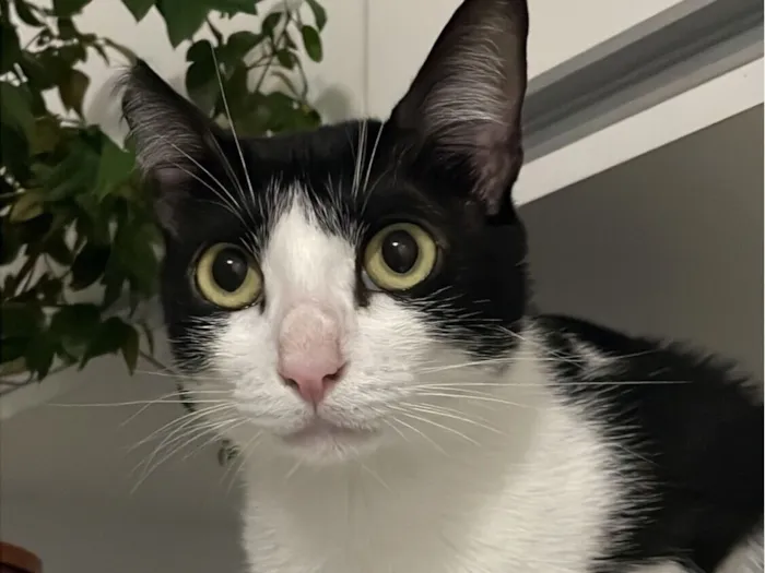 Gato raça SRD-ViraLata idade 2 anos nome Ayla