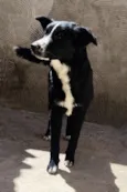 Cachorro raça SRD-ViraLata idade 7 a 11 meses nome ZOE