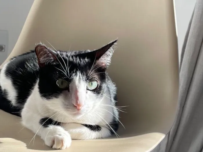 Gato raça SRD-ViraLata idade 2 anos nome Ayla