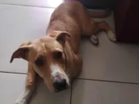 Cachorro raça SRD-ViraLata idade 1 ano nome Aloisio 