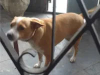 Cachorro raça SRD-ViraLata idade 5 anos nome Thor