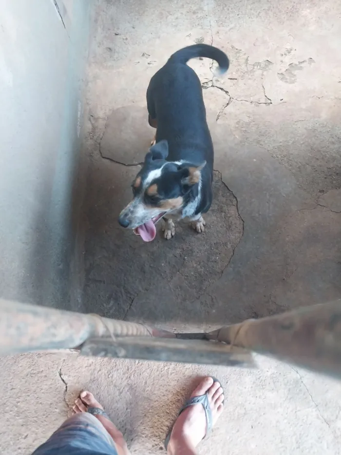 Cachorro raça SRD-ViraLata idade 6 ou mais anos nome Kiara 