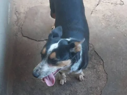 Cachorro raça SRD-ViraLata idade 6 ou mais anos nome Kiara 
