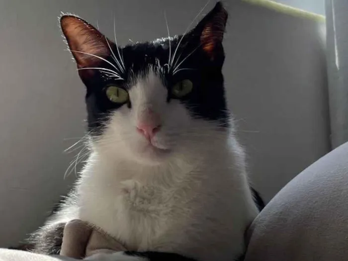 Gato raça SRD-ViraLata idade 2 anos nome Ayla