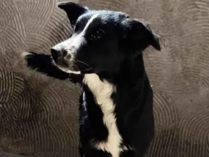 Cachorro raça SRD-ViraLata idade 7 a 11 meses nome ZOE