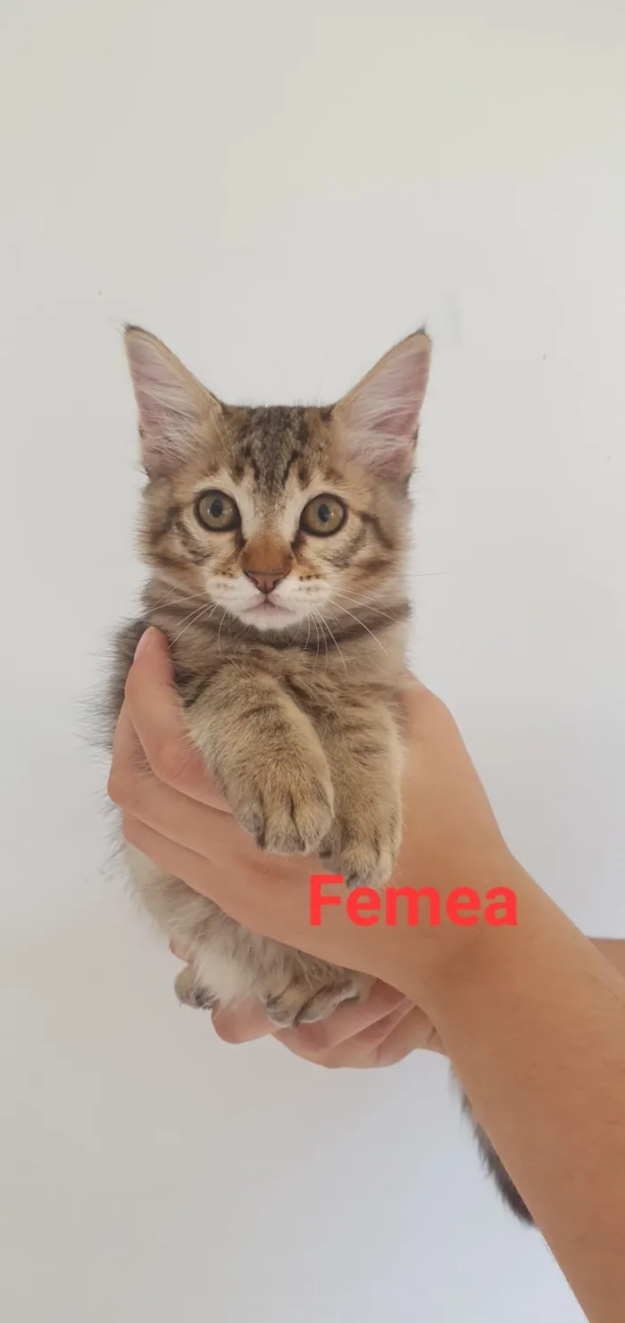 Gato raça SRD-ViraLata idade 2 a 6 meses nome Filhotes 