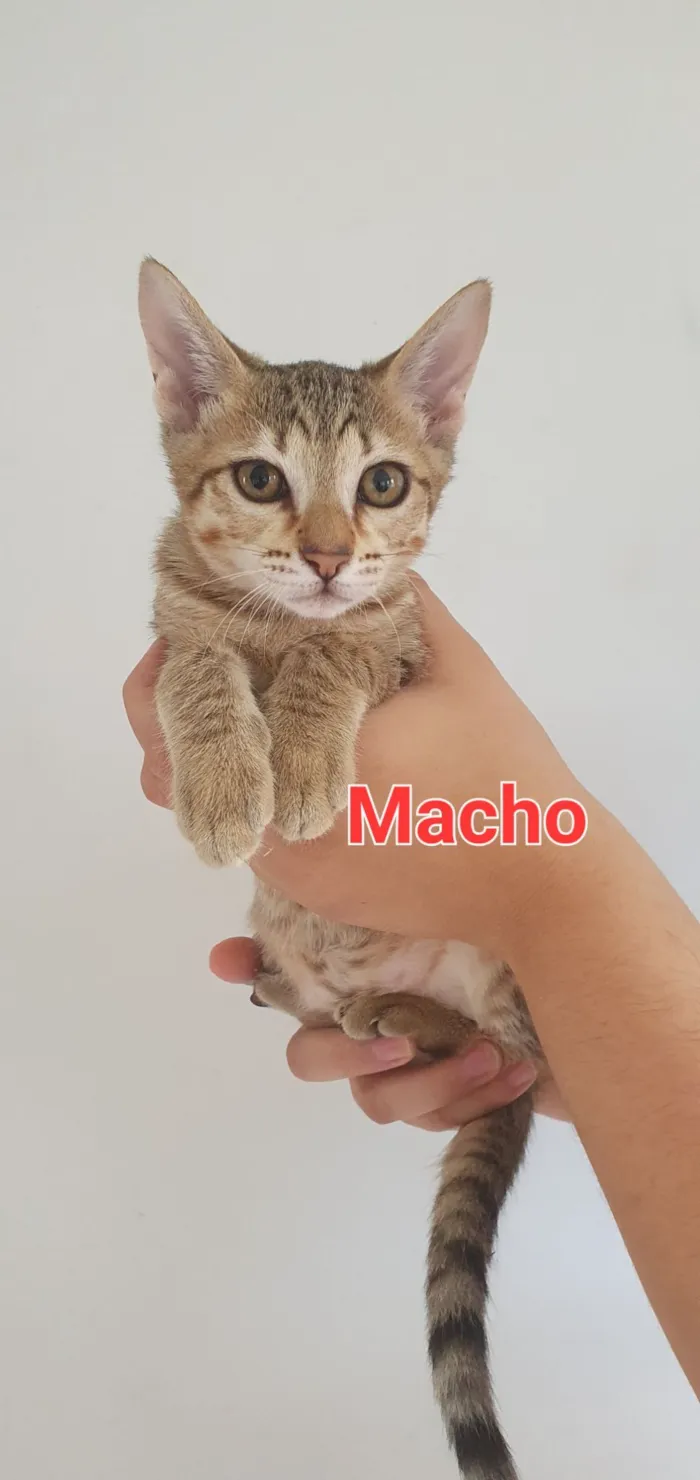 Gato raça SRD-ViraLata idade 2 a 6 meses nome Filhotes 