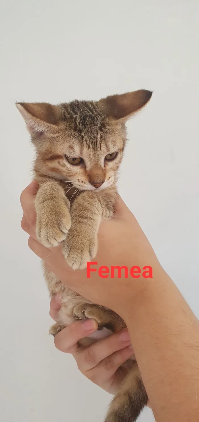 Gato raça SRD-ViraLata idade 2 a 6 meses nome Filhotes 