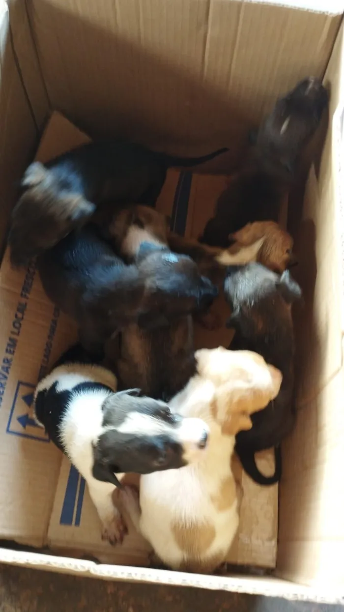 Cachorro raça SRD-ViraLata idade Abaixo de 2 meses nome Maria Júlia 