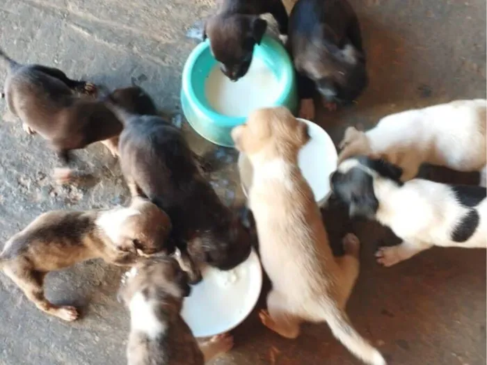 Cachorro raça SRD-ViraLata idade Abaixo de 2 meses nome Maria Júlia 