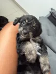 Cachorro raça Poodle idade Abaixo de 2 meses nome Sem nome 