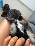 Cachorro raça Poodle idade Abaixo de 2 meses nome Sem nome 