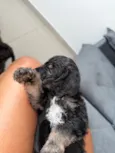 Cachorro raça Poodle idade Abaixo de 2 meses nome Sem nome 