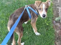 Cachorro raça SRD-ViraLata idade 2 a 6 meses nome Jorge 