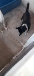 Cachorro raça SRD-ViraLata idade 3 anos nome jose e preta
