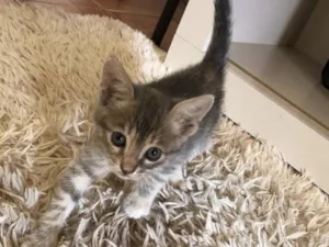 Gato raça SRD-ViraLata idade 2 a 6 meses nome sem nome