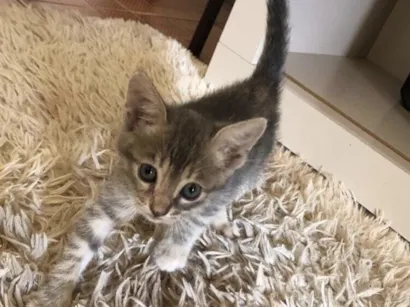 Gato raça SRD-ViraLata idade 2 a 6 meses nome sem nome