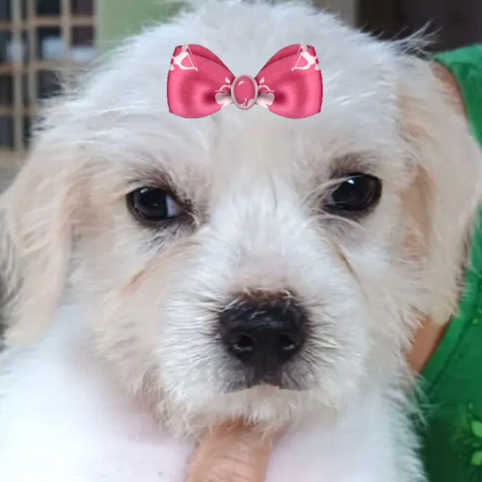 Cachorro raça Shitzu idade 2 a 6 meses nome Vicky 