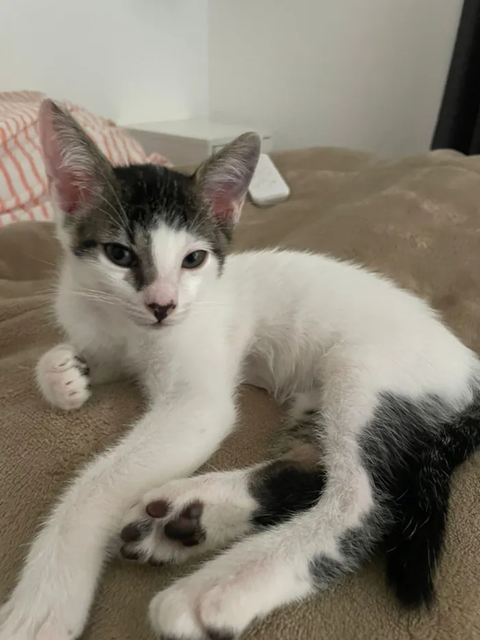 Gato raça SRD-ViraLata idade 2 a 6 meses nome Vitor Roque