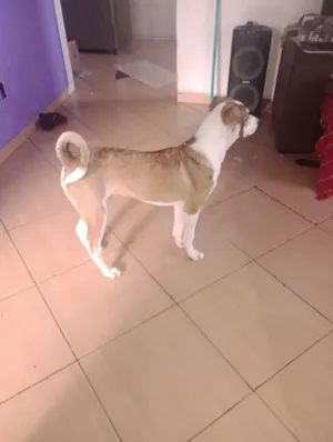 Cachorro raça SRD-ViraLata idade 1 ano nome Scooby 