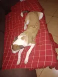 Cachorro raça SRD-ViraLata idade 1 ano nome Scooby 