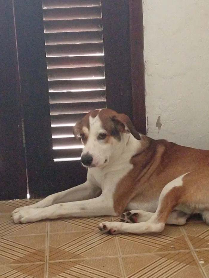 Cachorro raça SRD-ViraLata idade 1 ano nome Scooby 