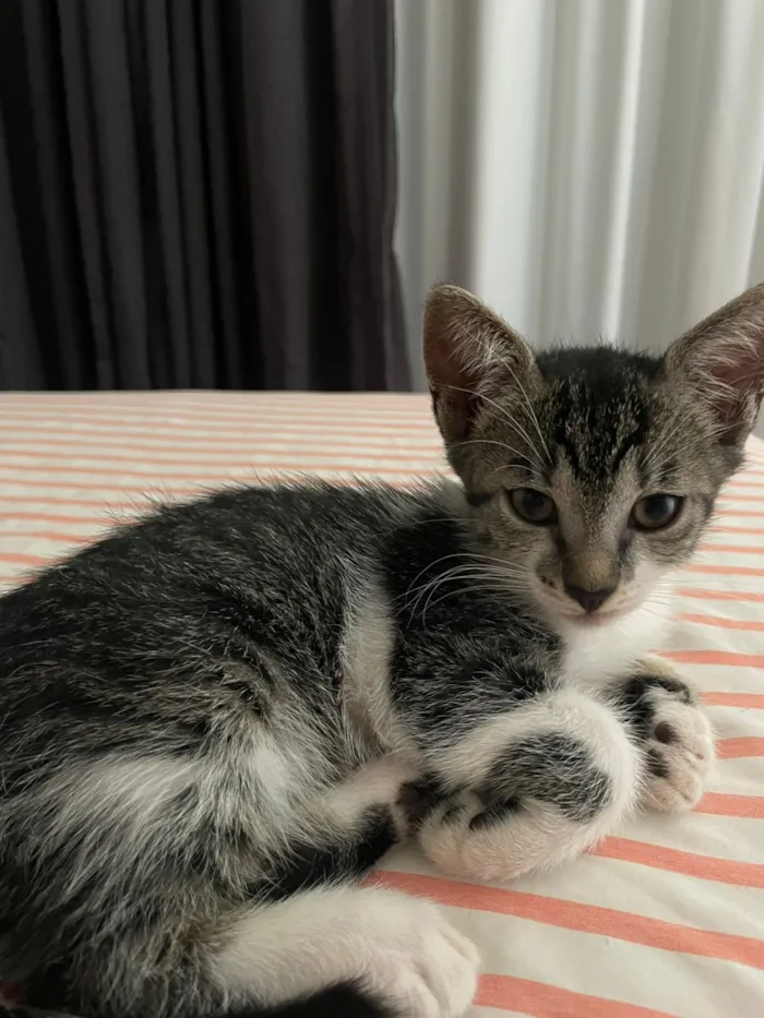 Gato raça SRD-ViraLata idade 2 a 6 meses nome Dakota