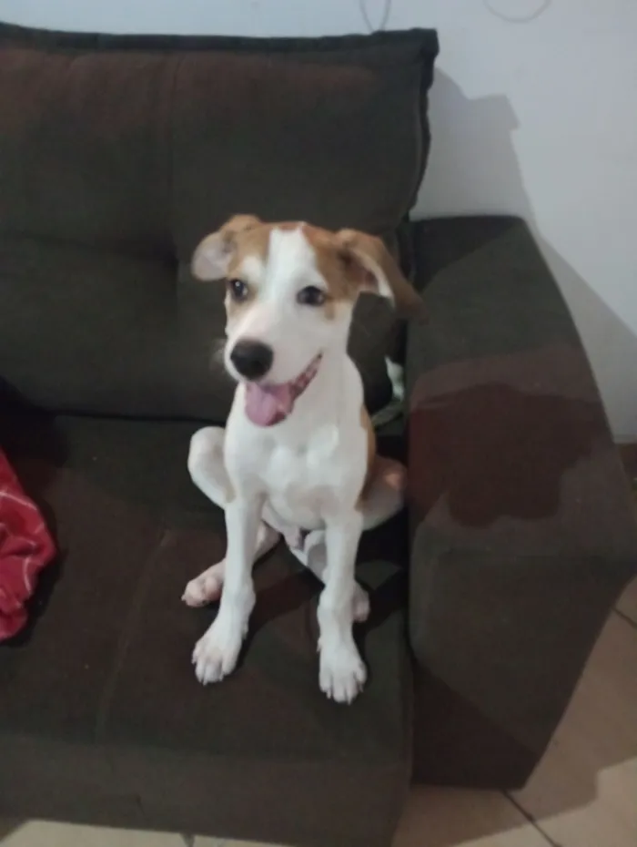 Cachorro raça SRD-ViraLata idade 2 anos nome Scooby 