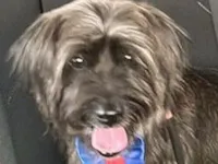 Cachorro raça Shitzu idade 2 a 6 meses nome Nestor 