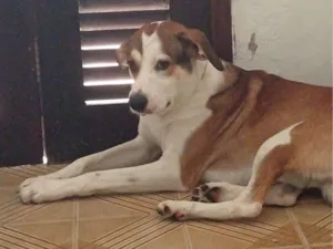 Cachorro raça SRD-ViraLata idade 2 anos nome Scooby 